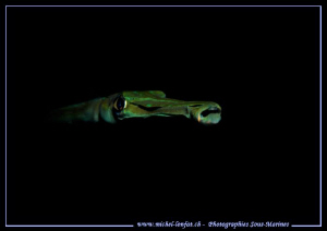 Face to face with this Bluespotted cornetfish, reef corne... by Michel Lonfat 